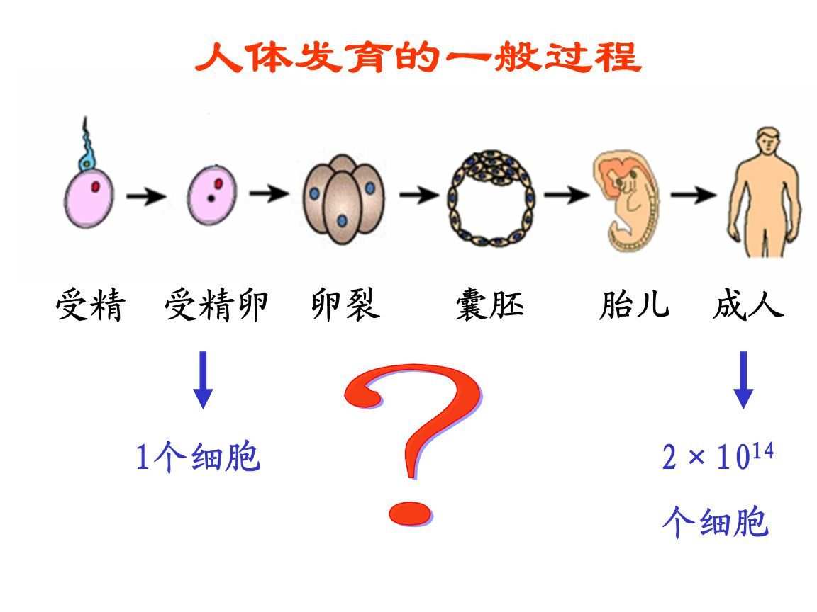 雌蛇生殖生理结构图_未婚妈妈萌娃悍爹小说者_