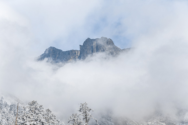 高山雪芽是什么茶__高山雪芽菜