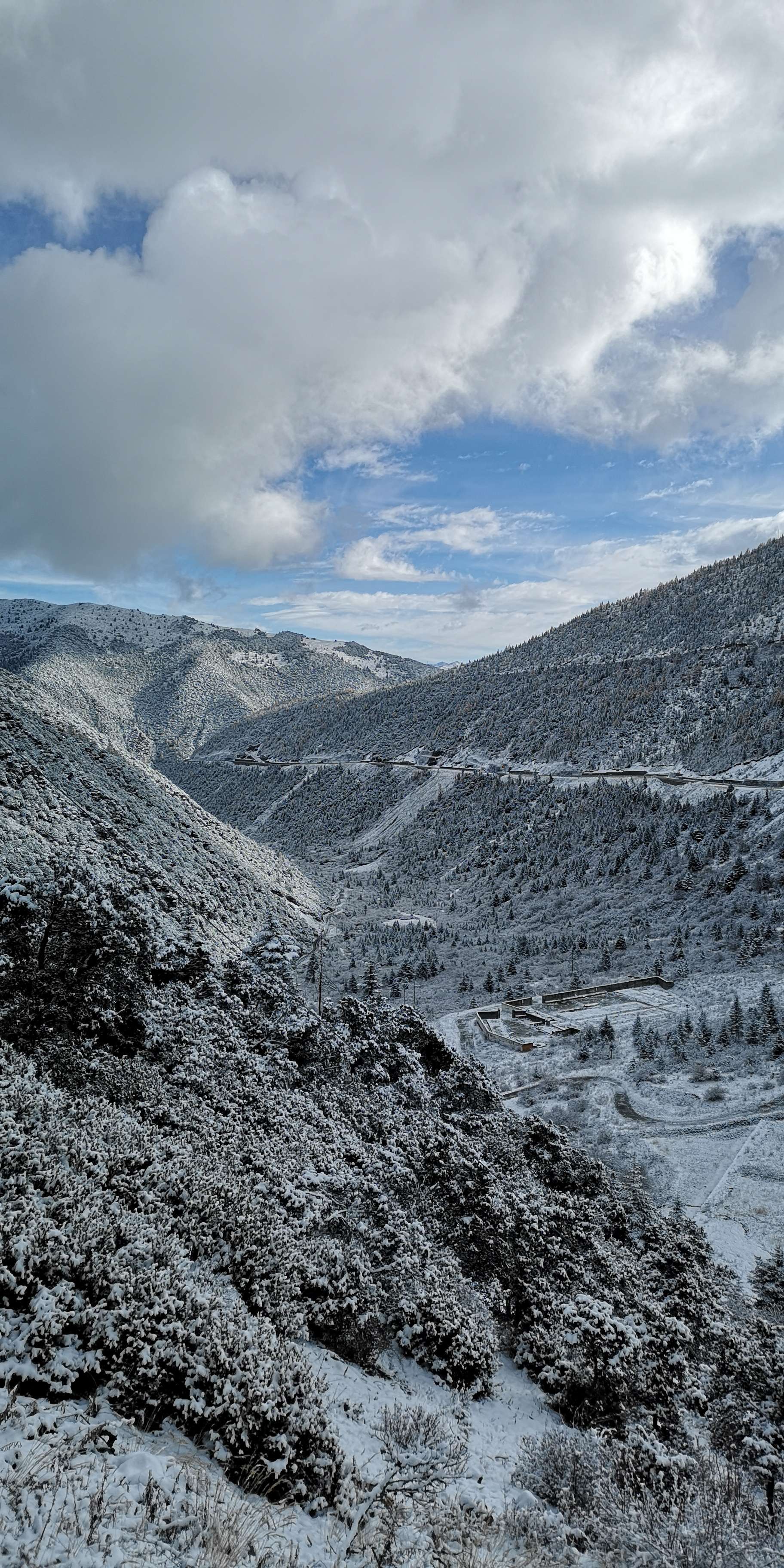 _高山雪芽菜_高山雪芽是什么茶