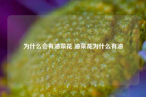 为什么会有油菜花 油菜花为什么有油