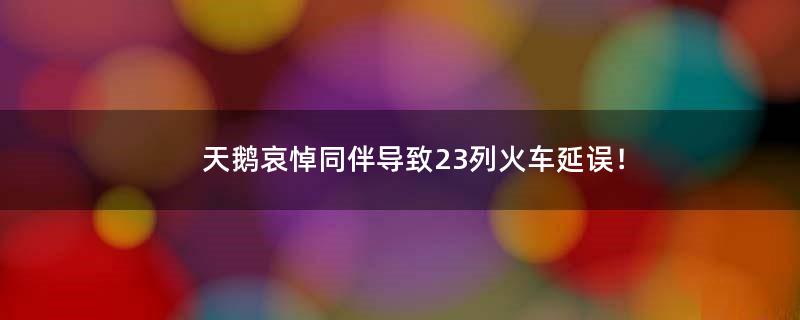 天鹅哀悼同伴导致23列火车延误！